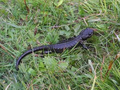 Salamandra lanzai