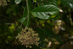 Colomerus antidesmae
