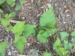 Viola lobata integrifolia