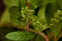 Colomerus antidesmae
