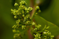 Colomerus antidesmae