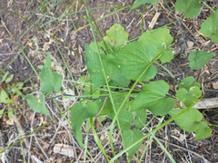 Viola lobata integrifolia