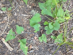 Viola lobata integrifolia