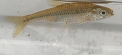 Notropis anogenus