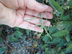Schenkia spicata
