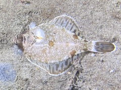 Pleuronichthys ritteri