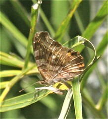 Eurytela dryope