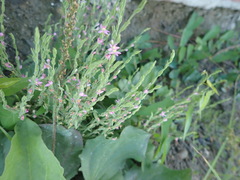Schenkia spicata