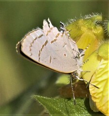 Hypolycaena philippus