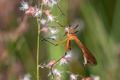 Harpobittacus scheibeli