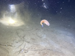 Caulolatilus princeps