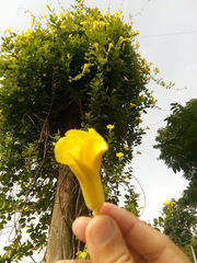 Angiospermae