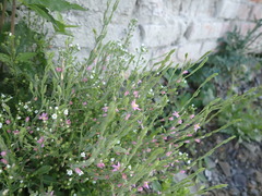 Schenkia spicata