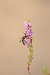 Andrena fuscipes