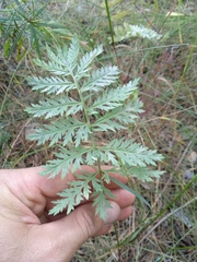 Artemisia armeniaca