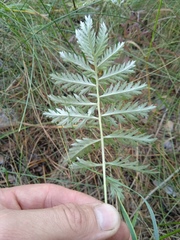 Artemisia armeniaca