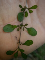 Coprosma rubra