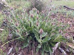 Ptilotus angustifolius