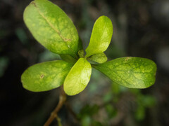 Coprosma rubra