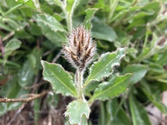 Ptilotus angustifolius