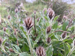 Ptilotus angustifolius