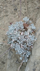 Eriogonum ovalifolium