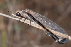 Stilbopteryx costalis