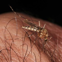 Aedes canadensis