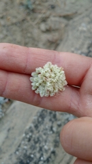 Eriogonum ovalifolium