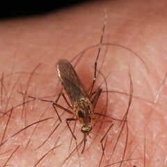 Aedes canadensis