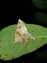 Acronyctodes cautama