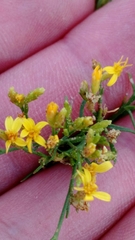 Gutierrezia sarothrae