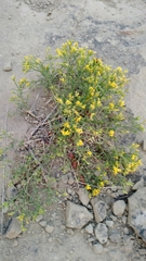 Gutierrezia sarothrae