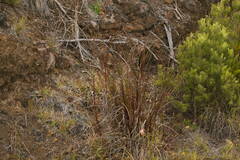 Schizachyrium condensatum