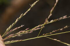 Panicum tenuifolium