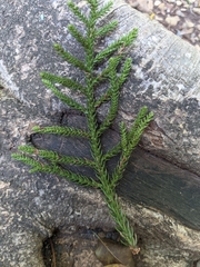 Araucaria cunninghamii