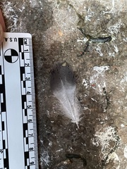 Columba livia domestica