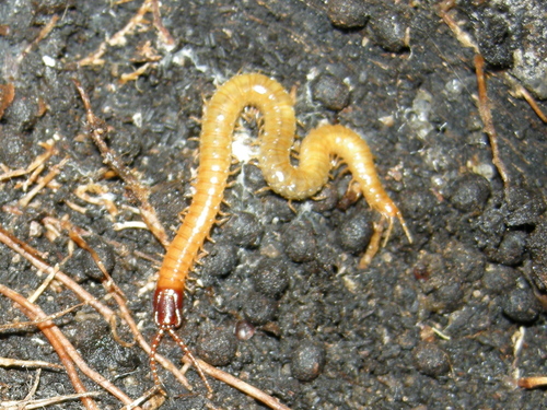 Dicellophilus limatus