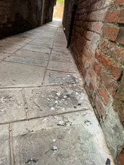 Columba livia domestica