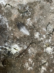 Columba livia domestica