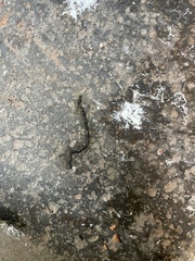 Columba livia domestica