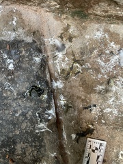 Columba livia domestica