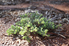 Camphorosmeae