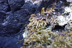 Hydropunctaria maura