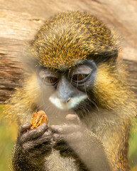 Cercopithecus cephus