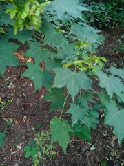 Acer cappadocicum