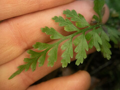 Asplenium bulbiferum