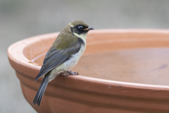 Melithreptus affinis