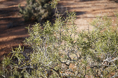 Acacia nyssophylla