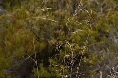 Deschampsia nubigena